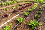Kit Irrigazione A Goccia Italfrom Fino A 25 Mq - immagine 3