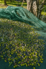 Olio Extravergine di Oliva EVO 1L – Ravece e Grappoletti, Raccolta 2024, da Azienda Agricola Biologica - immagine 2