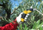 Forbice Pneumatica DT Per Frutteto e Oliveto a Doppio Taglio - immagine 3