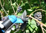 Forbice Pneumatica Per Vigneto 4 WIN - immagine 2