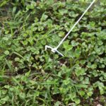 Serra da Giardino a Tunnel 5x2x2m con Struttura in Acciaio e Telo in Polietilene Bianco - immagine 9