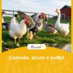 Gabbia per Galline in Legno con Tetto Impermeabile, Pollaio Prefabbricato da Esterno, 160x98,5x107cm - immagine 9