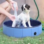 Piscina Pieghevole per Cani in Plastica con Bordo Stabile per Animali Domestici, Ø80 x 20 cm, Blu - immagine 2