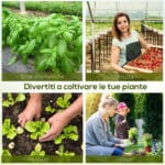 Serra da Giardino con Porta Avvolgibile e 12 Finestre in Acciaio e PE, 8×3×2m, Verde - immagine 4