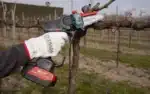 Potatore Elettronico a Batteria ZP 100 - immagine 2