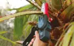 Potatore Elettronico a Batteria ZP 100 - immagine 7