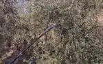 Potatore Elettronico Su Asta ZP 190LP - immagine 6
