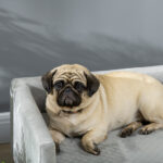 Divanetto per Cani e Gatti Stile Scandinavo con Cuscino Imbottito in Velluto e Legno, 64x45x36cm, Grigio - immagine 8