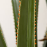 Pianta Artificiale di Yucca da 190 cm con 39 Foglie in Vaso Contenitore di PEVA e Cemento - immagine 8